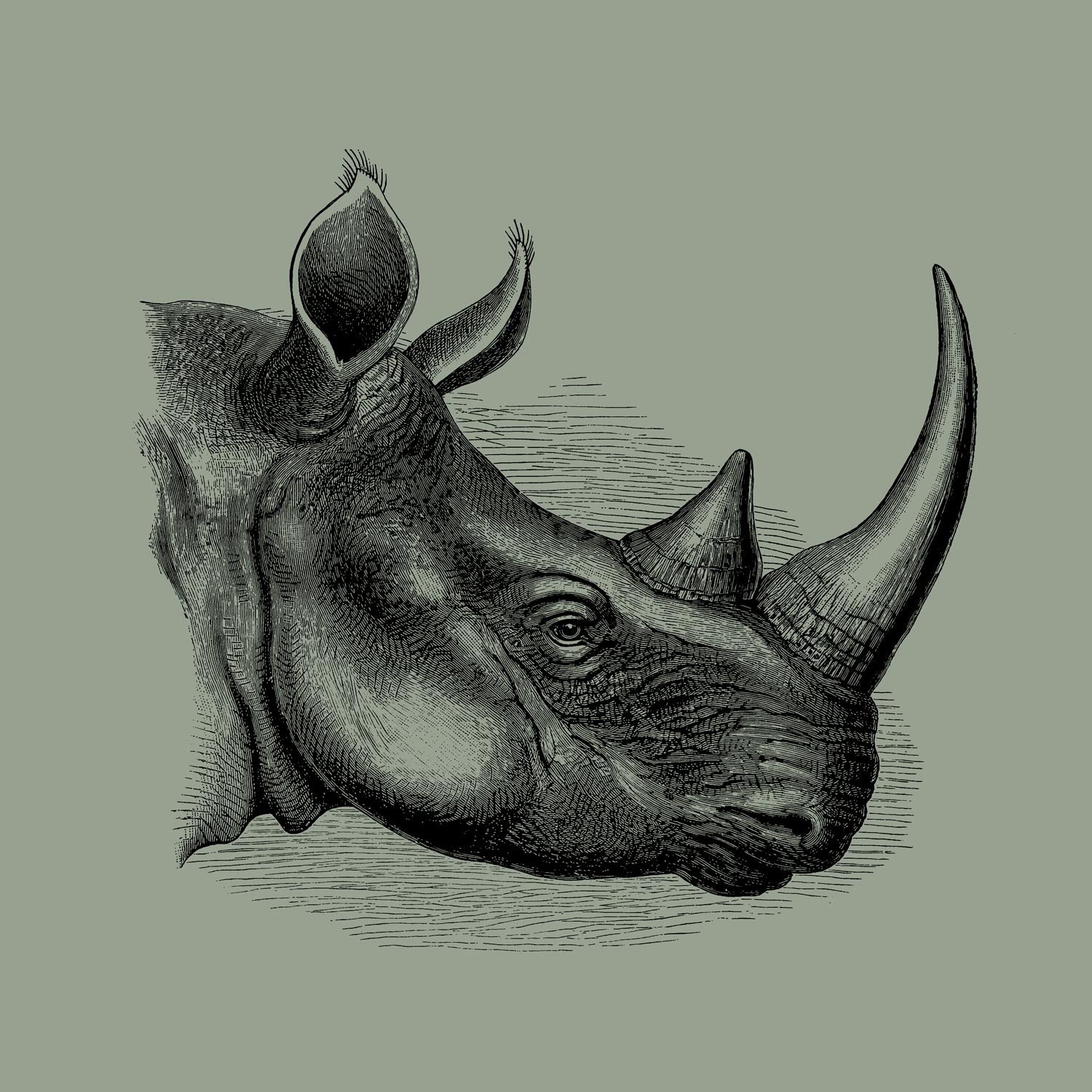 Amazing Facts About The Hippopotamus, Rhinoceros And Bison