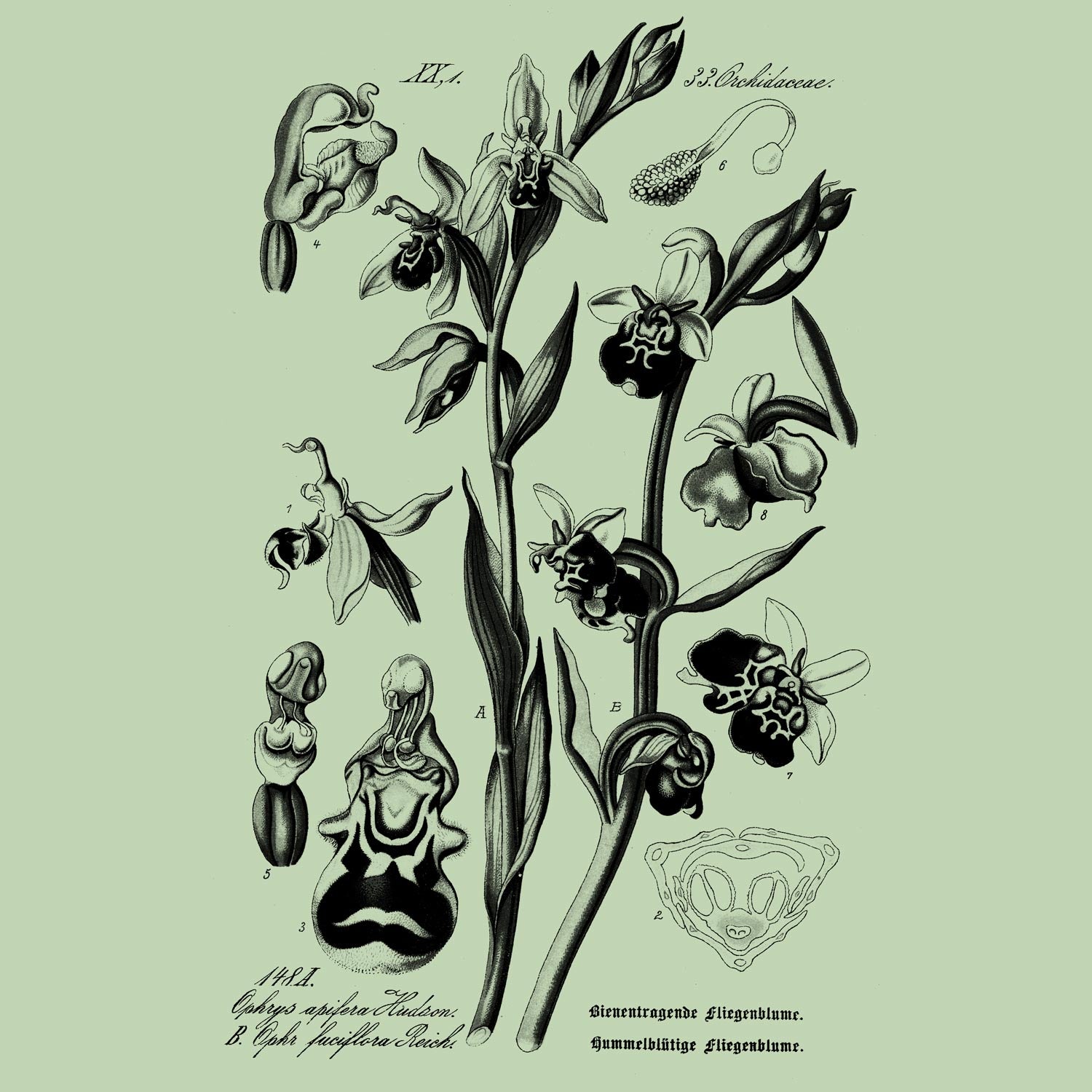 What is Mimicry in Plants?