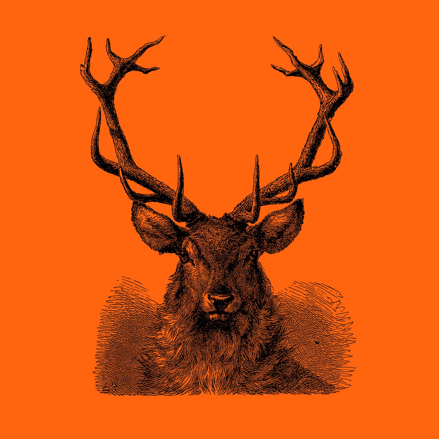 Discovering Deer: Red Deer, Antlers and the First Days of a Fawn