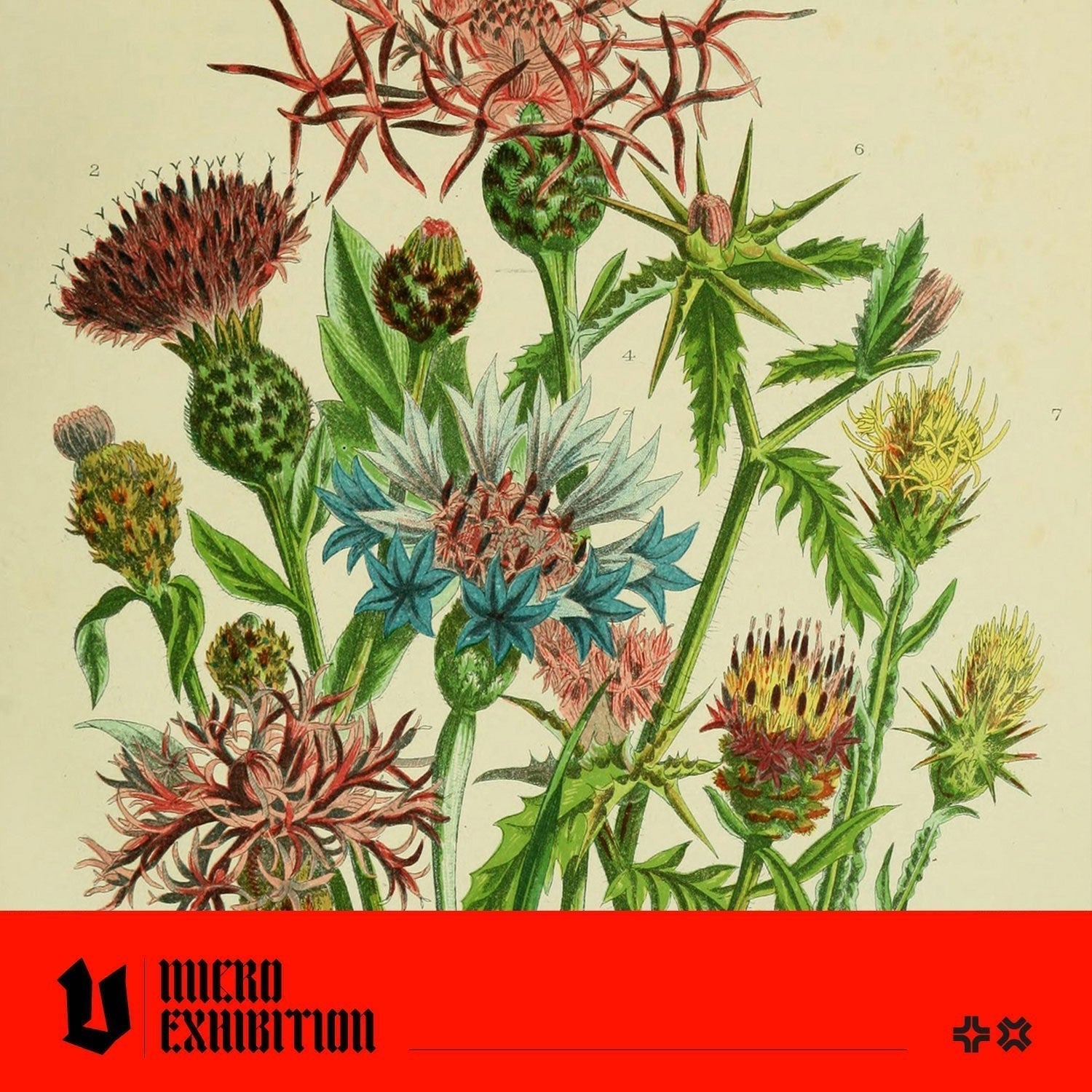 Botanical Illustration: Four Artists You Should Know
