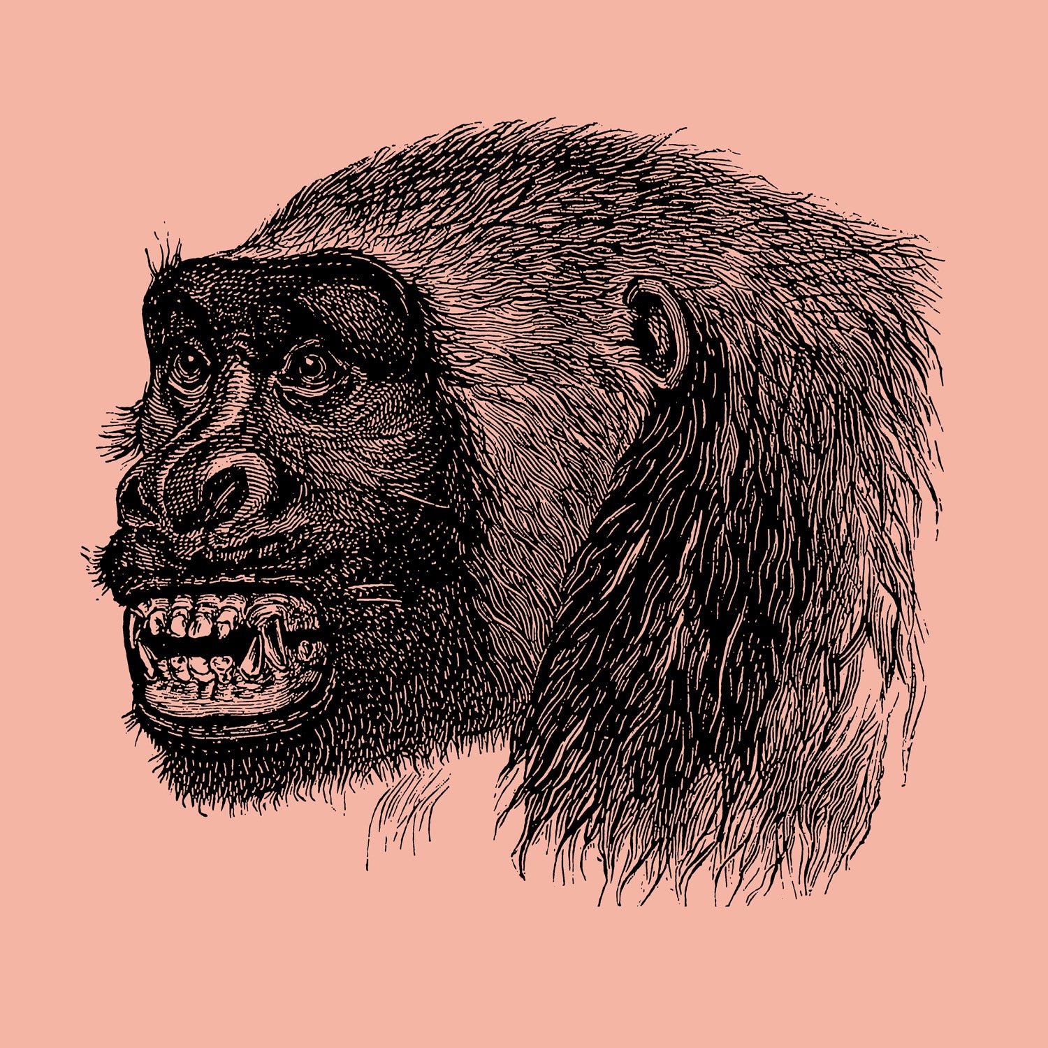 Incredible facts about orangutans, gorillas and chimpanzees