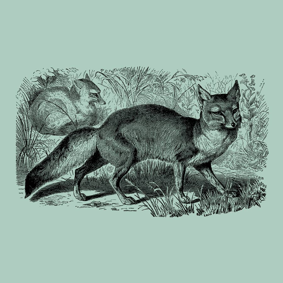 Fascinating Facts About Foxes