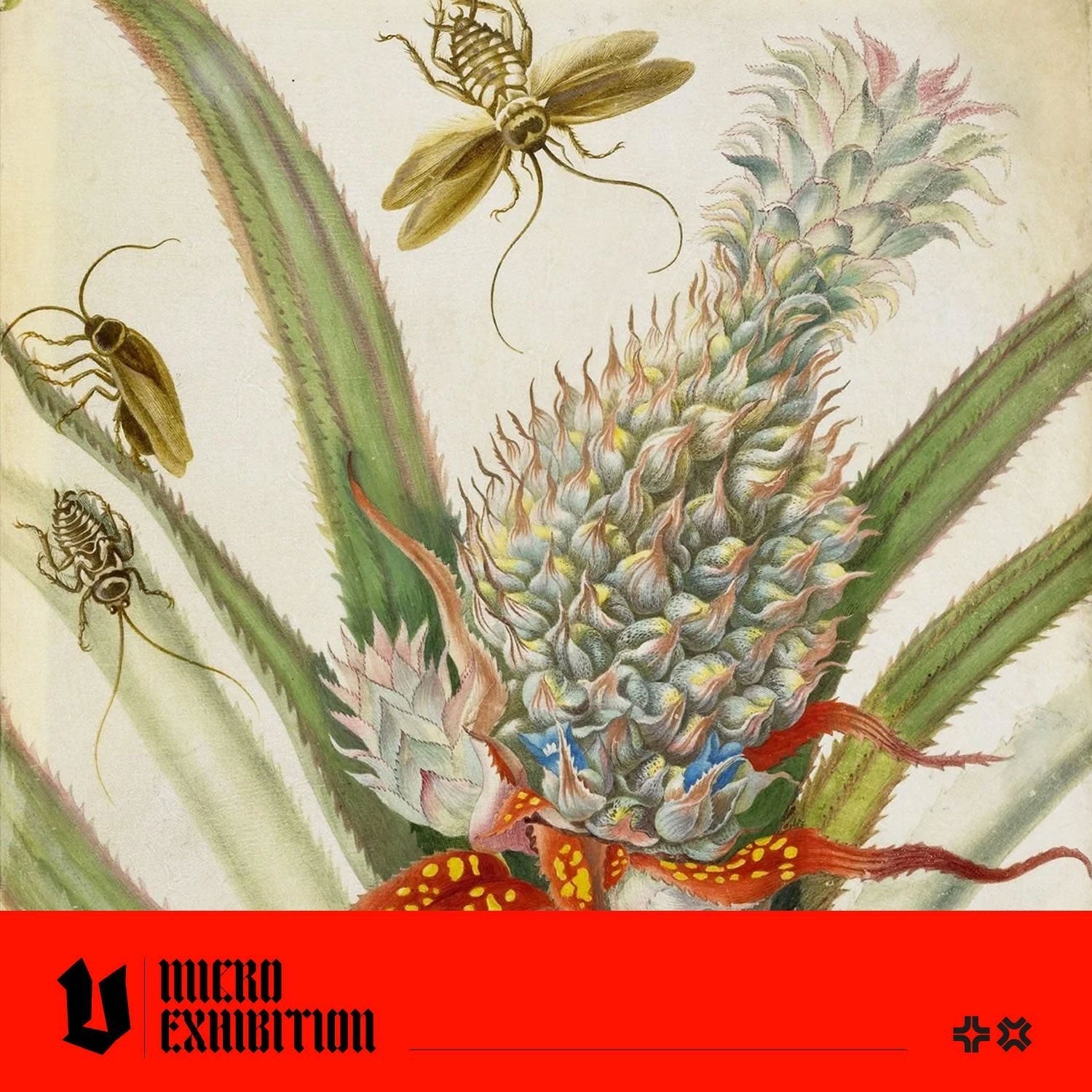 Maria Sibylla Merian: The Woman Who Sailed to South America to Watch Caterpillars Turn Into Butterflies