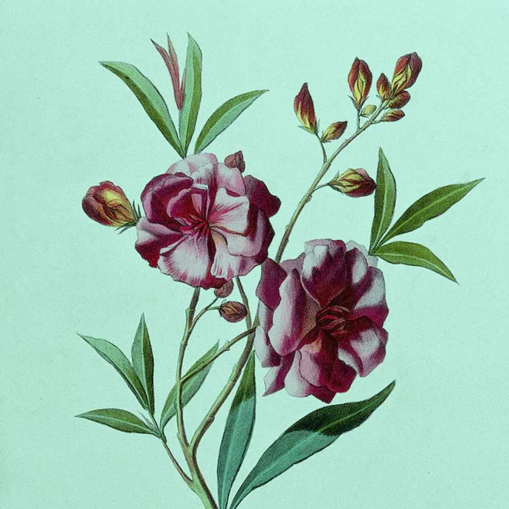 Five Beautiful and Deadly Poisonous Flowers