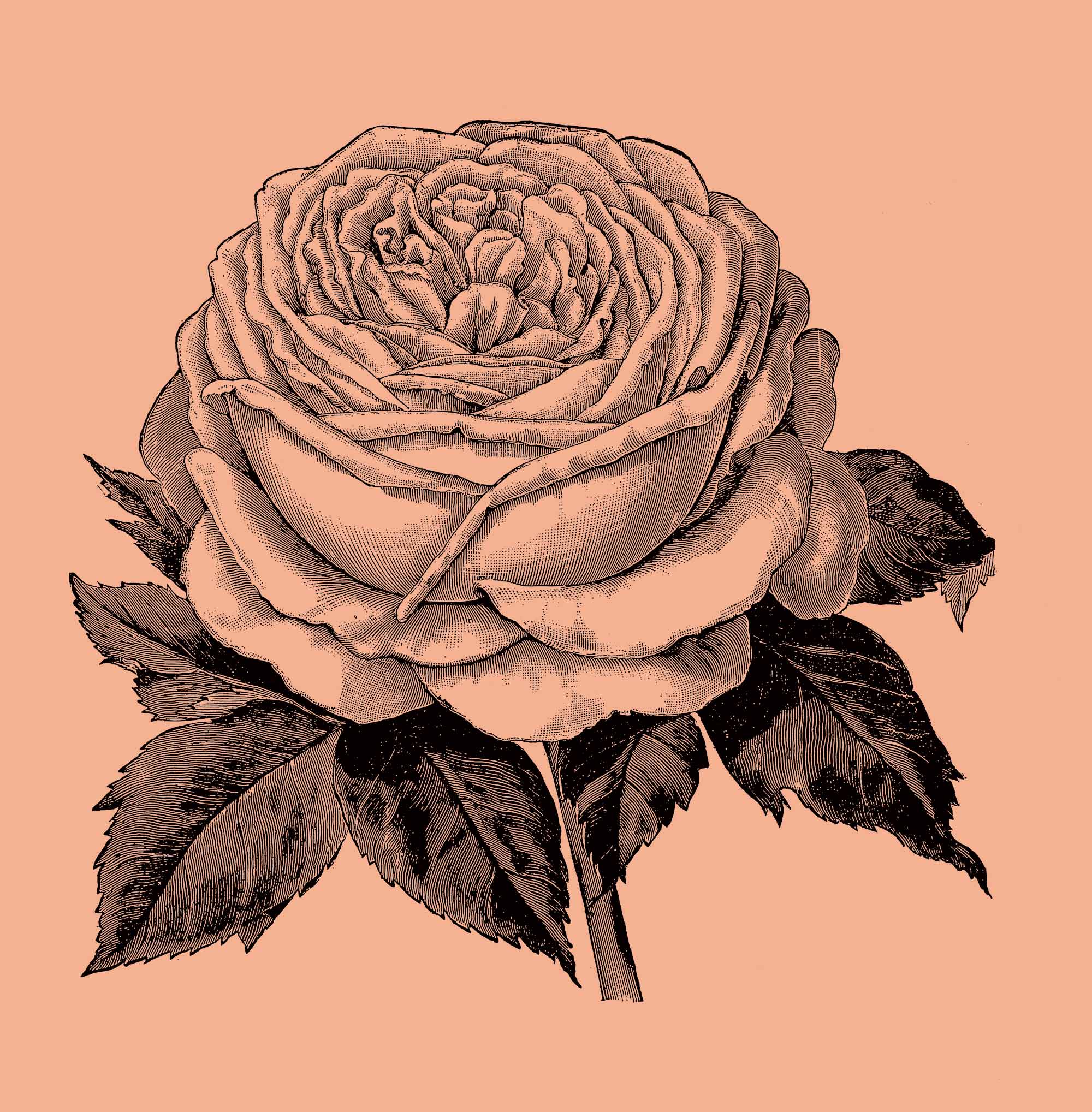 Rose Flower Meanings, Symbolism, History & Mythology