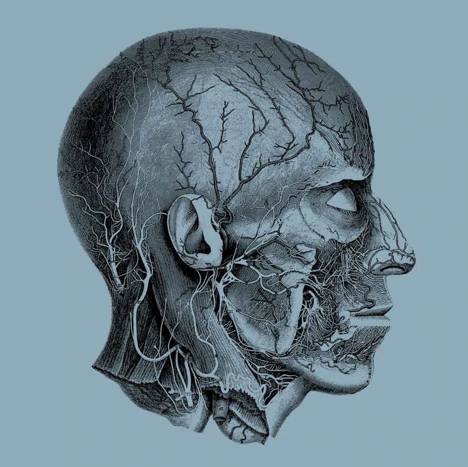 A Brief History of Anatomy Illustration