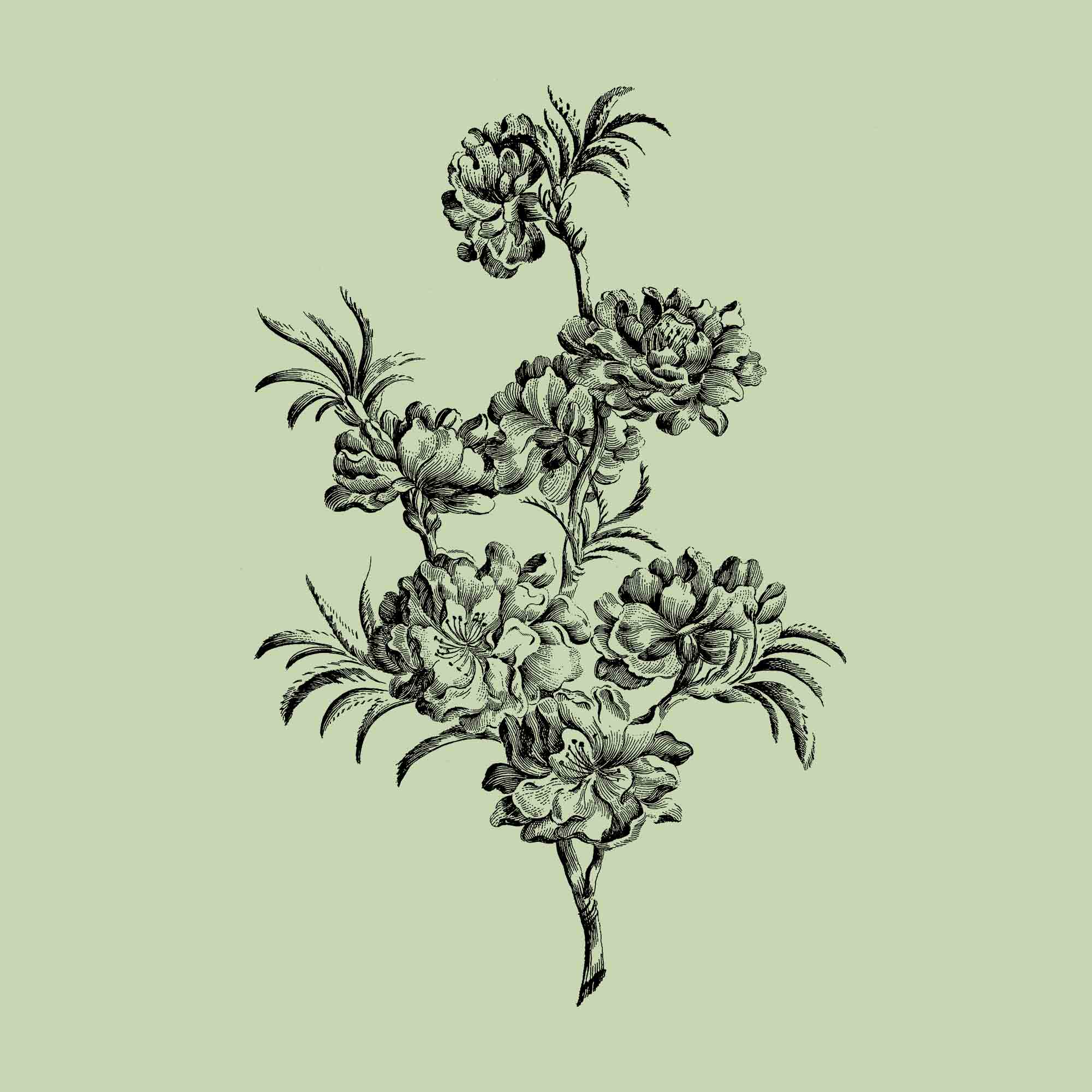 Fascinating flower facts: the Venus Flytrap, the Rose and the Stinking Corpse Lily