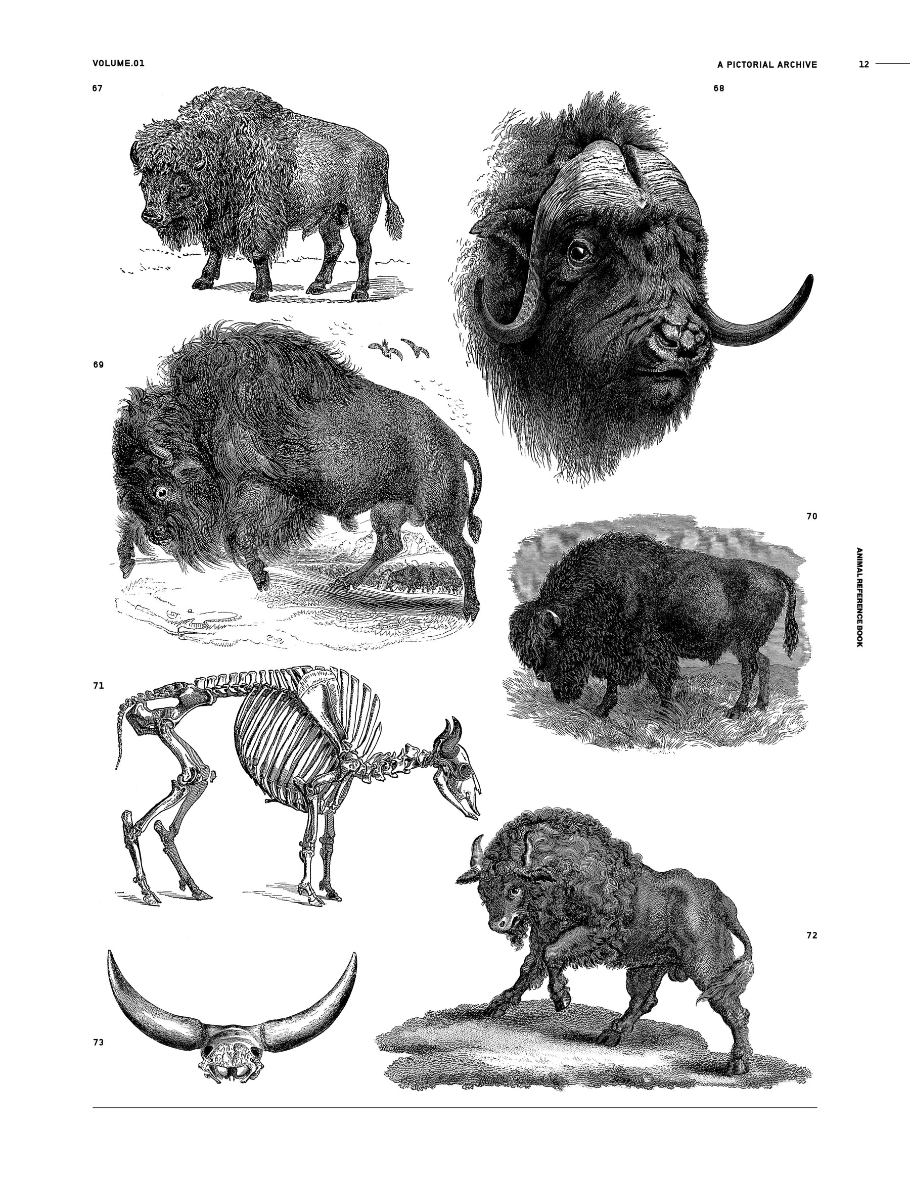 Animal Reference Book (Digital Product)