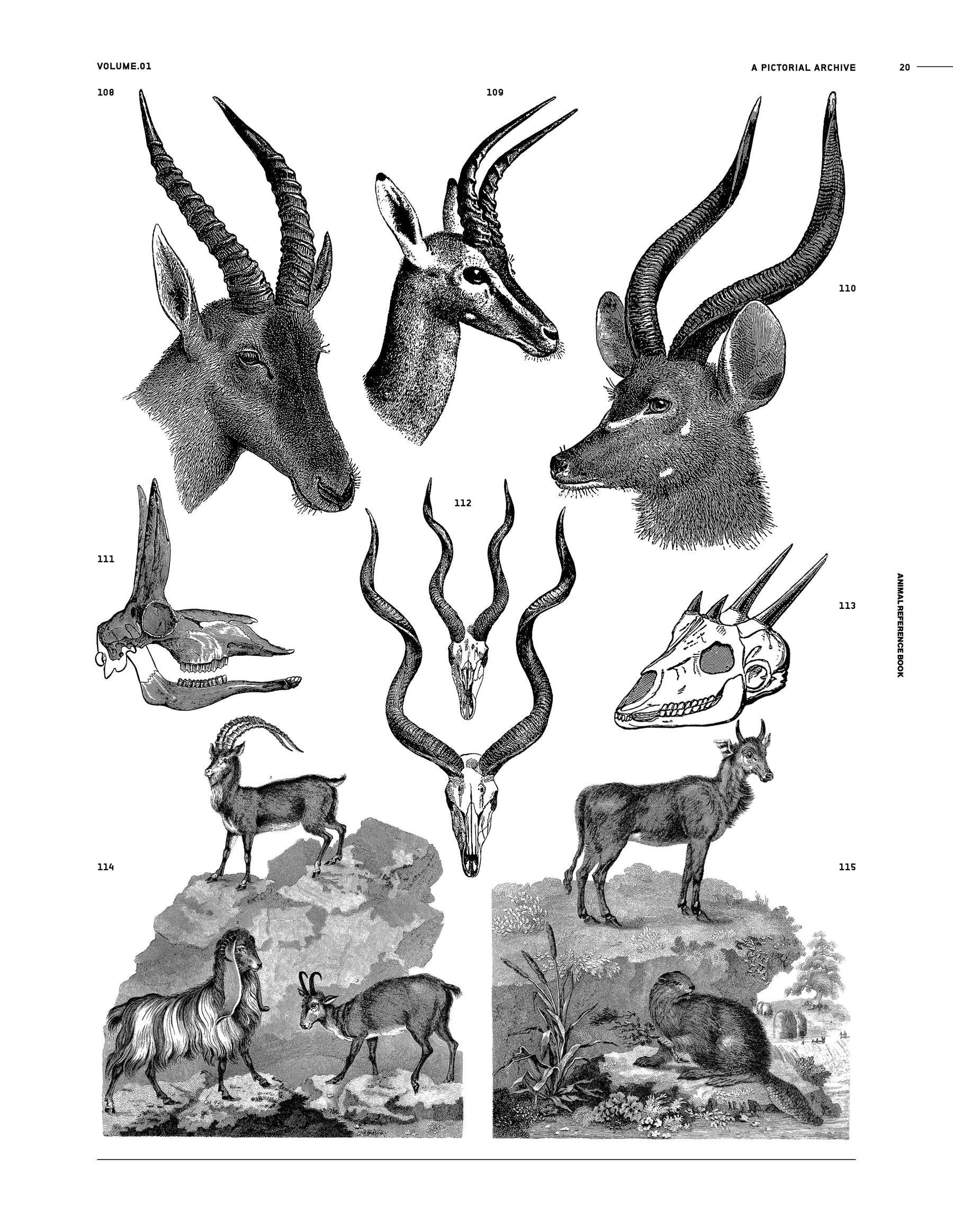 Animal Reference Book (Digital Product)
