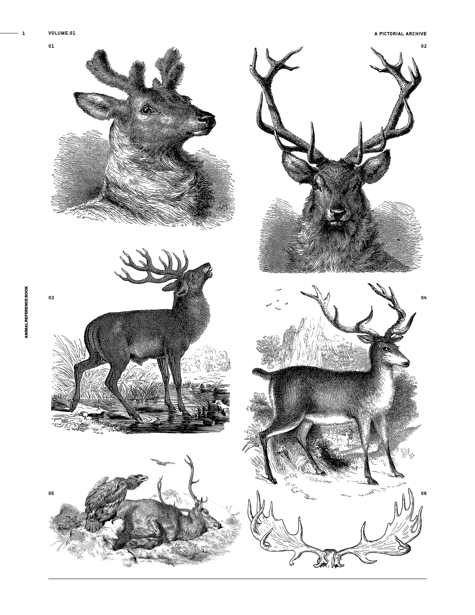 Animal Reference Book (Digital Product)