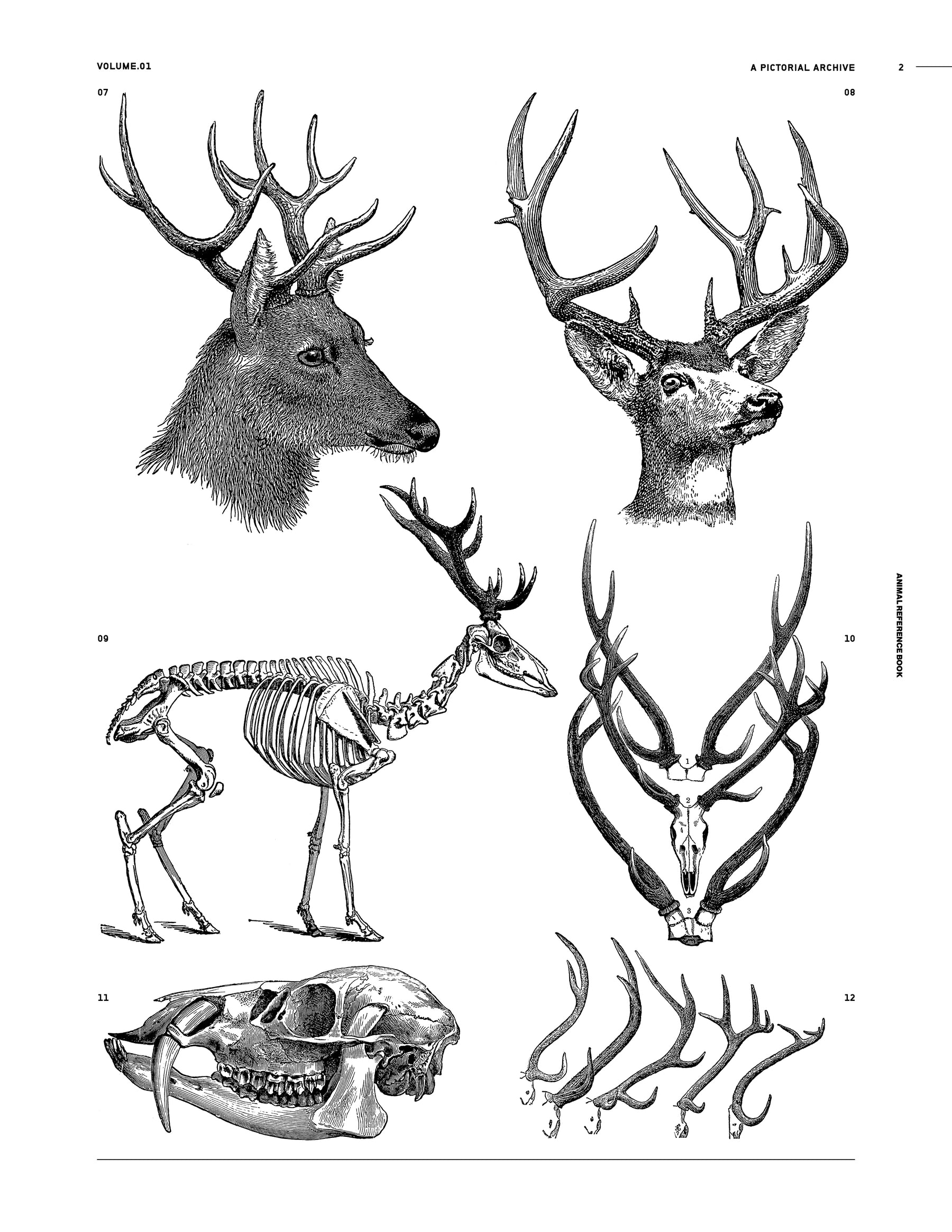 Animal Reference Book (Digital Product)