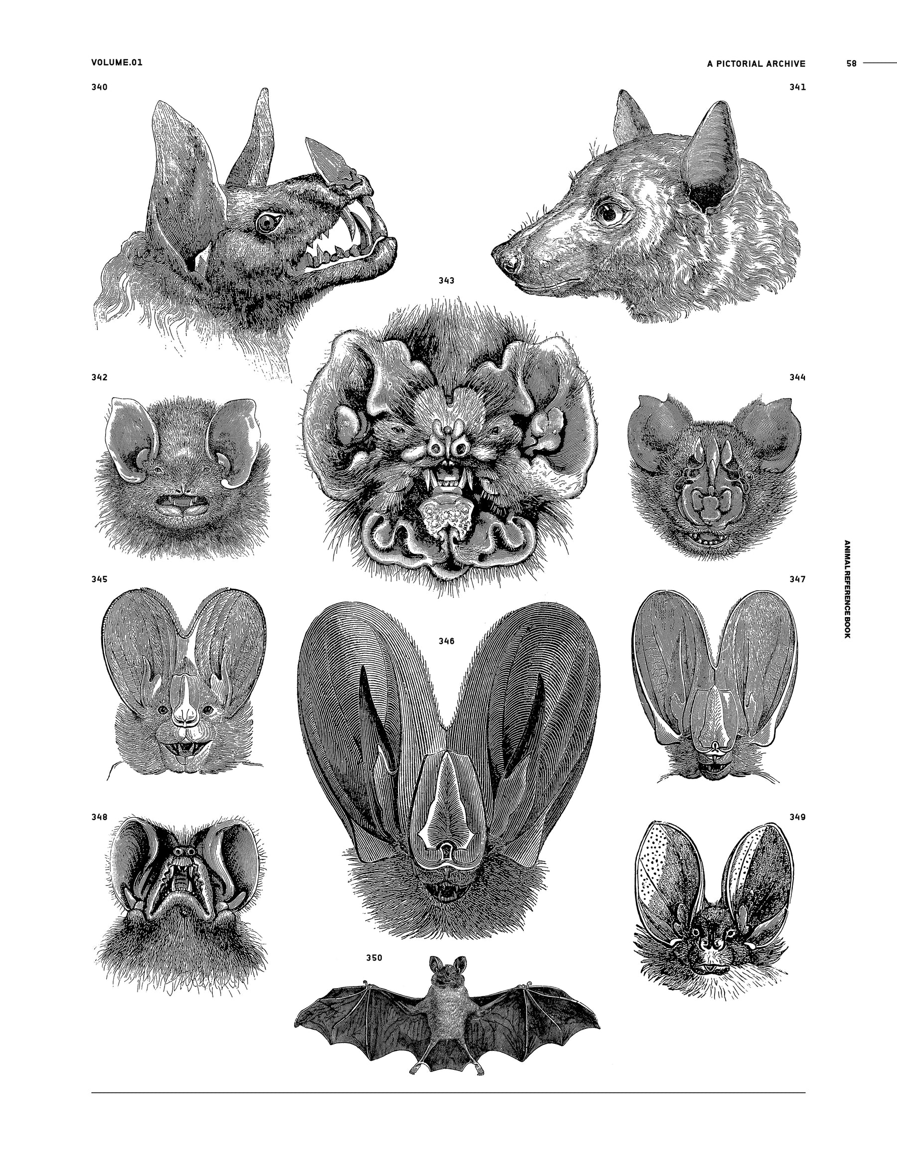 Animal Reference Book (Digital Product)
