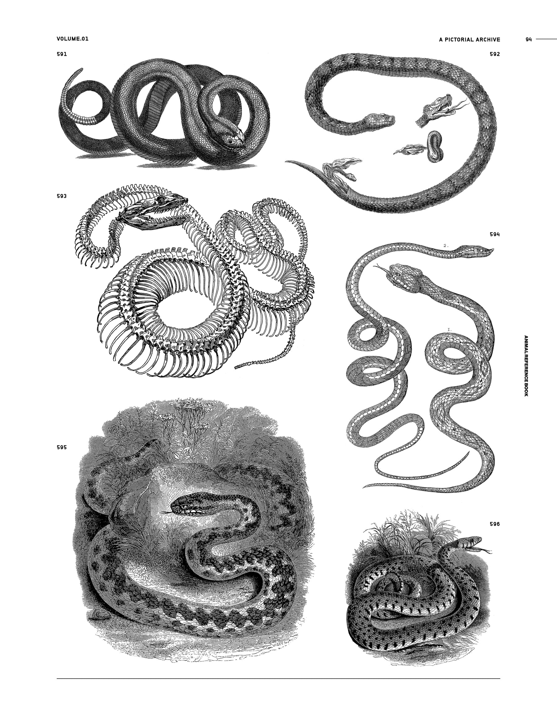 Animal Reference Book (Digital Product)