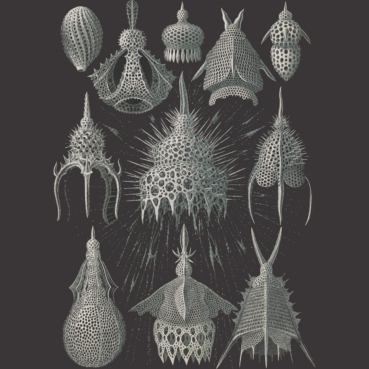 An introduction to Radiolaria - an organism over 500 million years old!