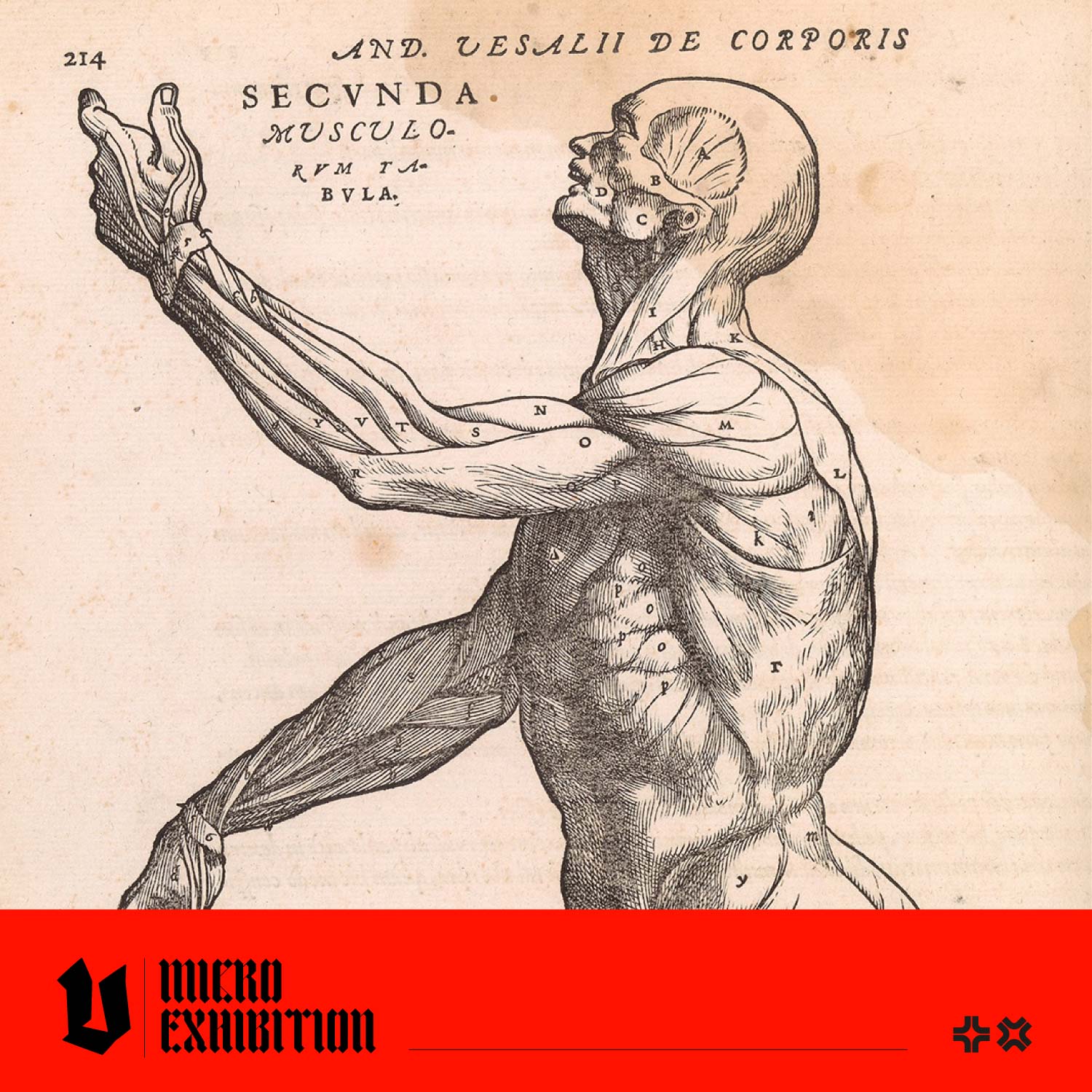 The Evolution of Anatomical Illustrations: From Vesalius to Gray's Anatomy