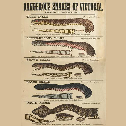 What are the five most venomous land snakes?