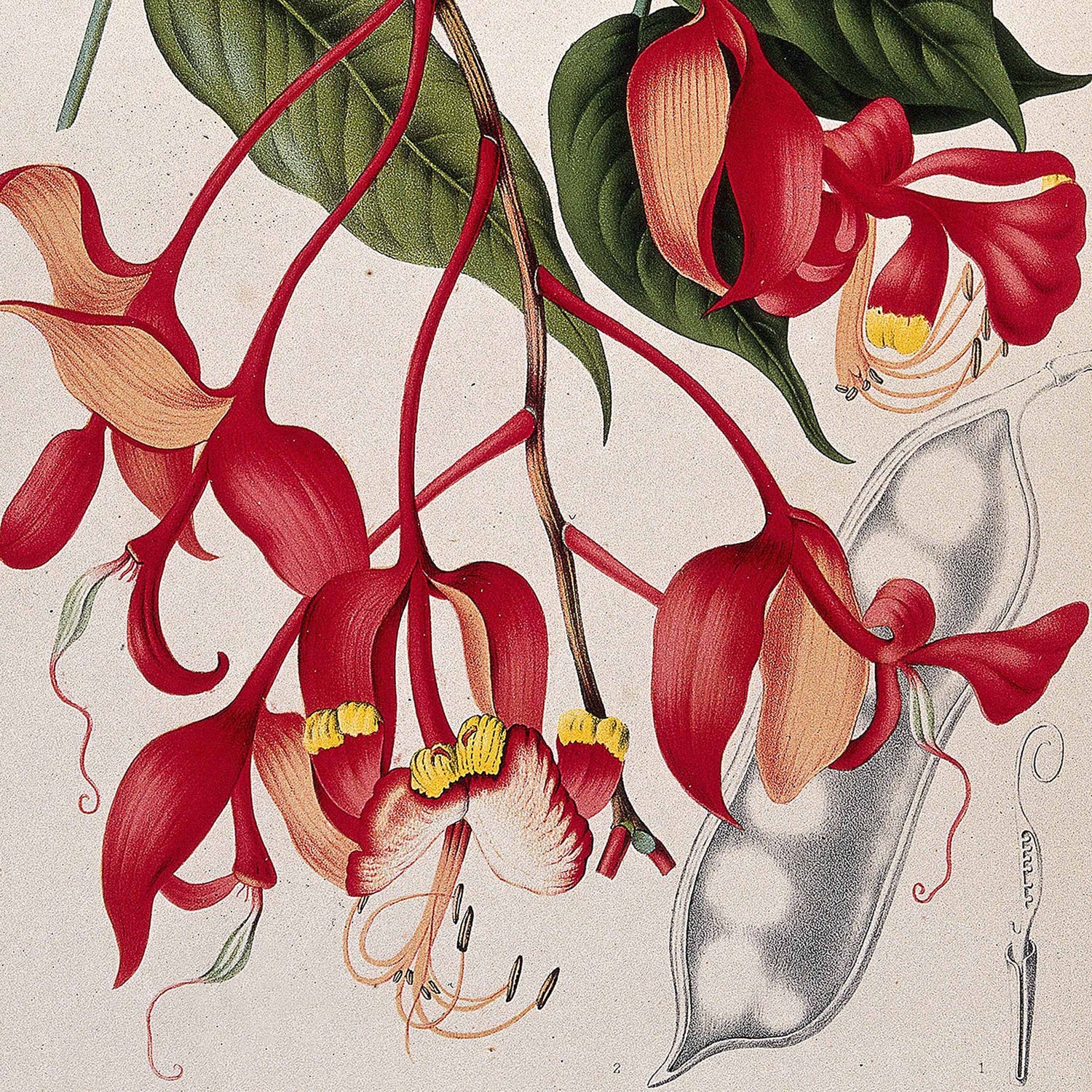 Berthe Hoola Van Nooten: Discover Her Stunning Botanical Illustrations
