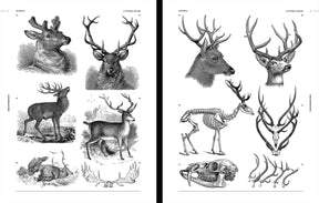 Animal Reference Book