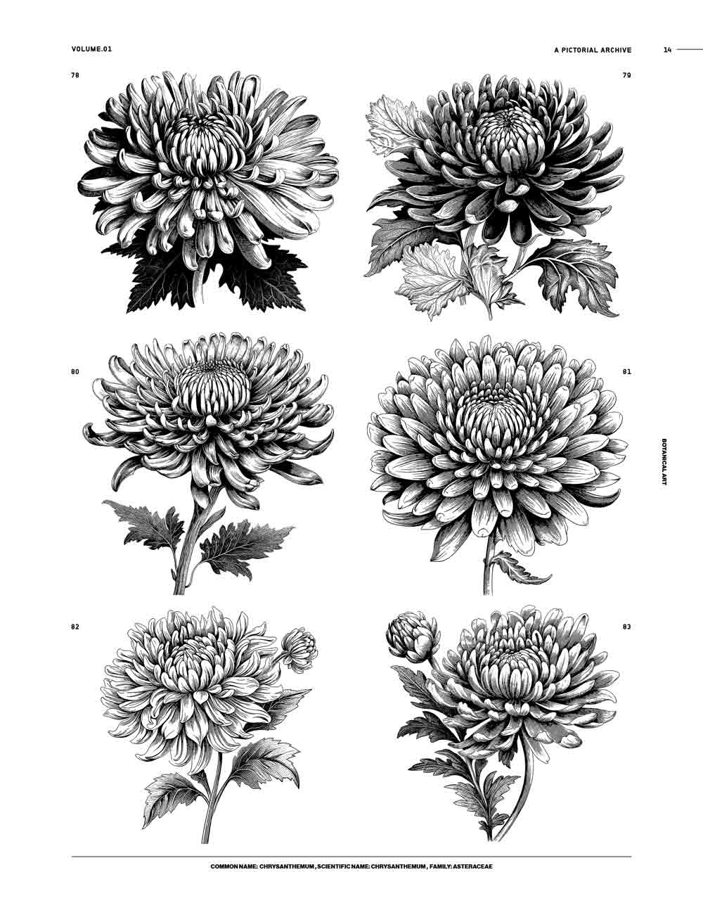 Botanical Art