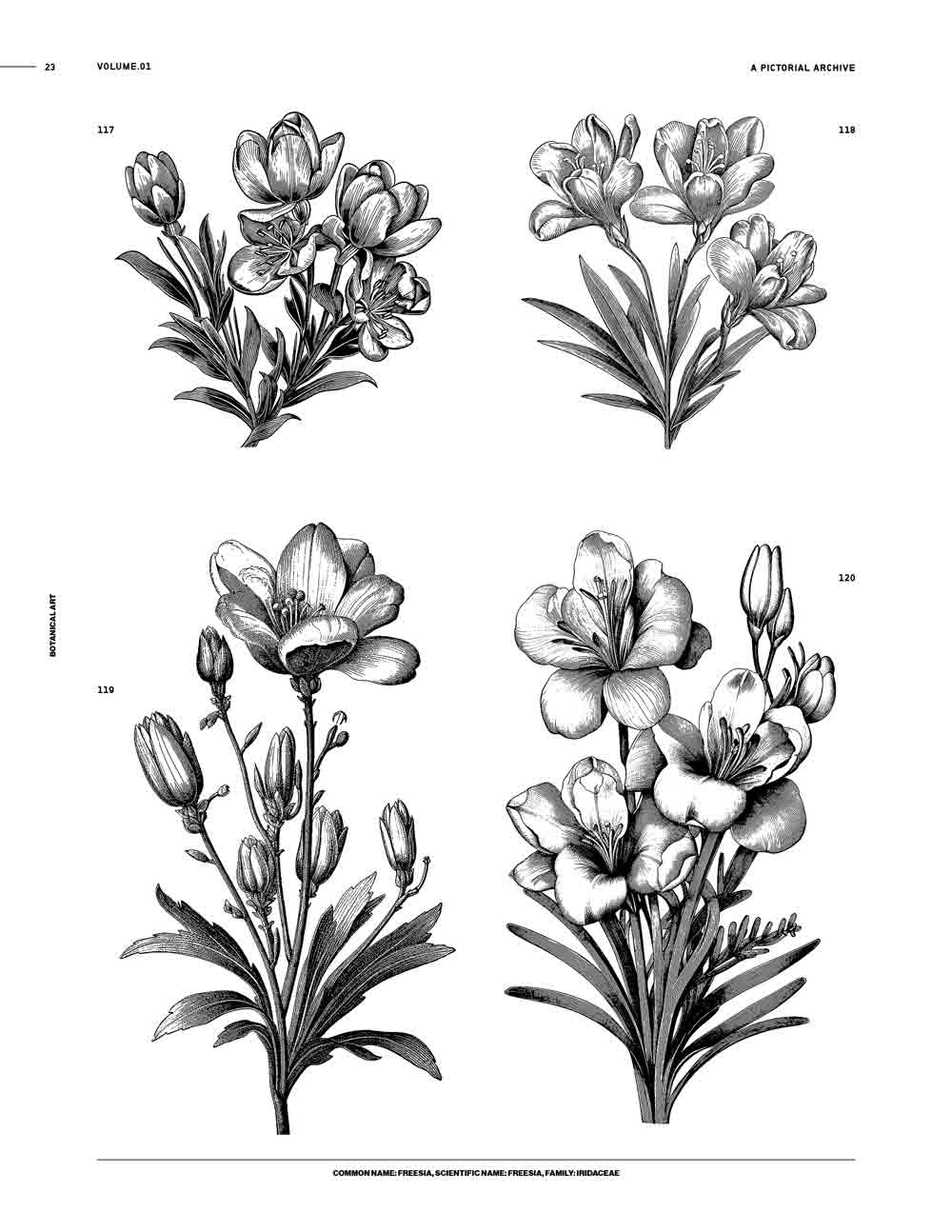 Botanical Art