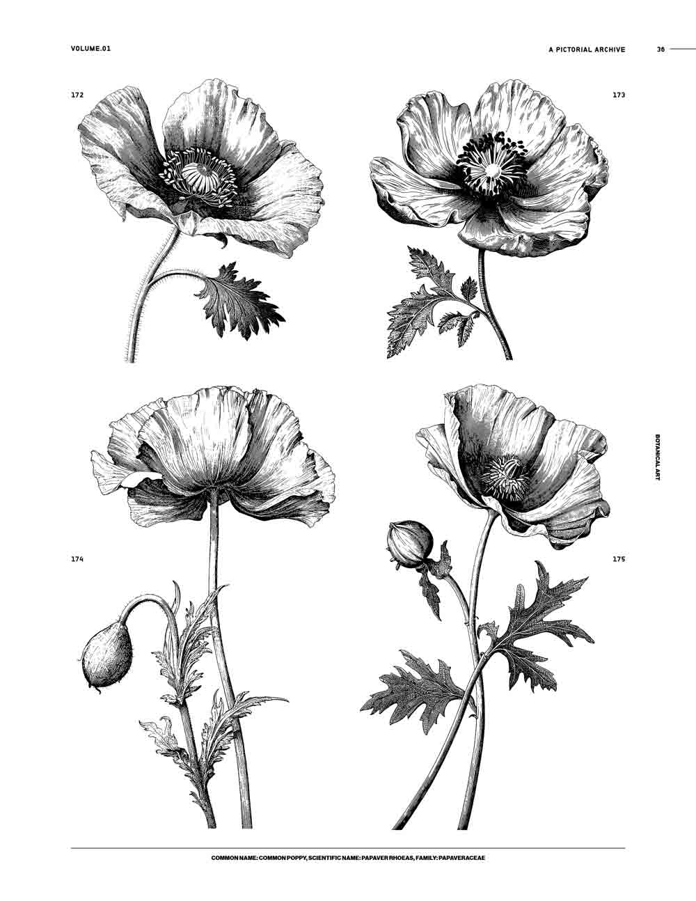 Botanical Art