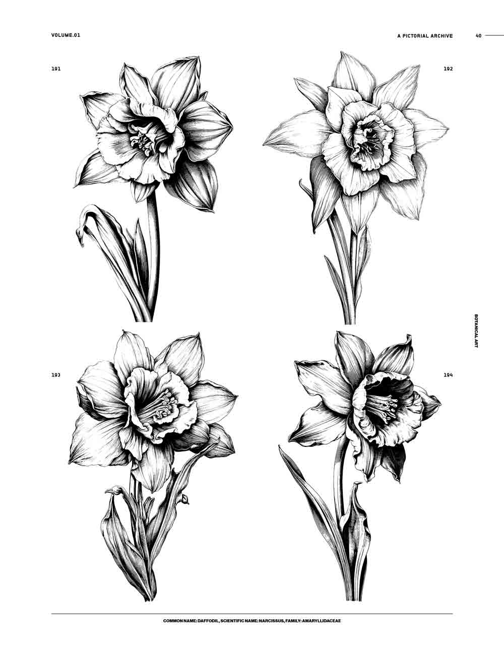 Botanical Art