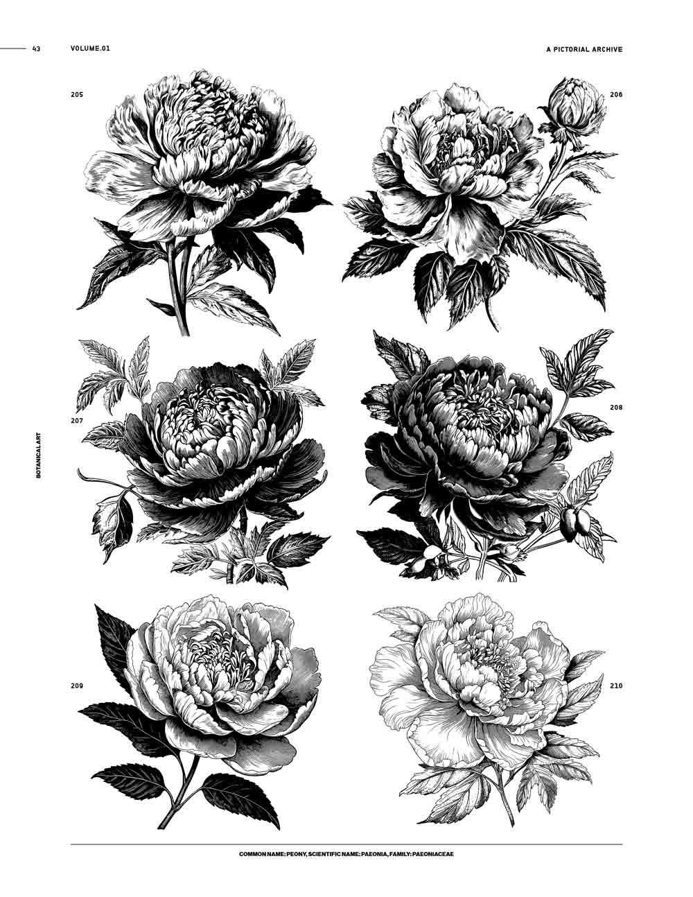 Why Draw in Black and White? - Peony and Parakeet