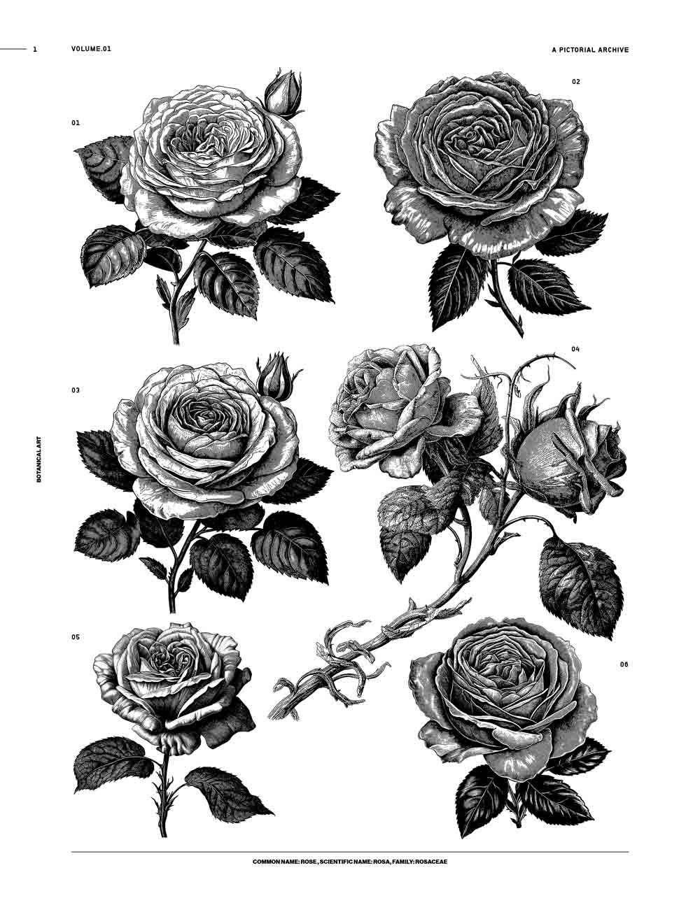 Vintage Botanical Illustration Beautiful Lush Roses Flowers Black