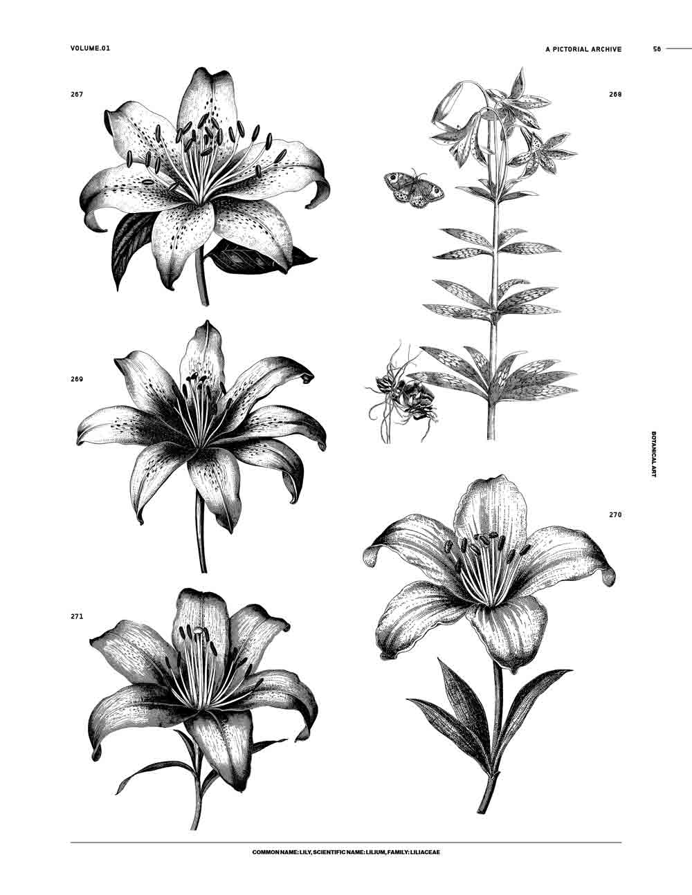 Botanical Art