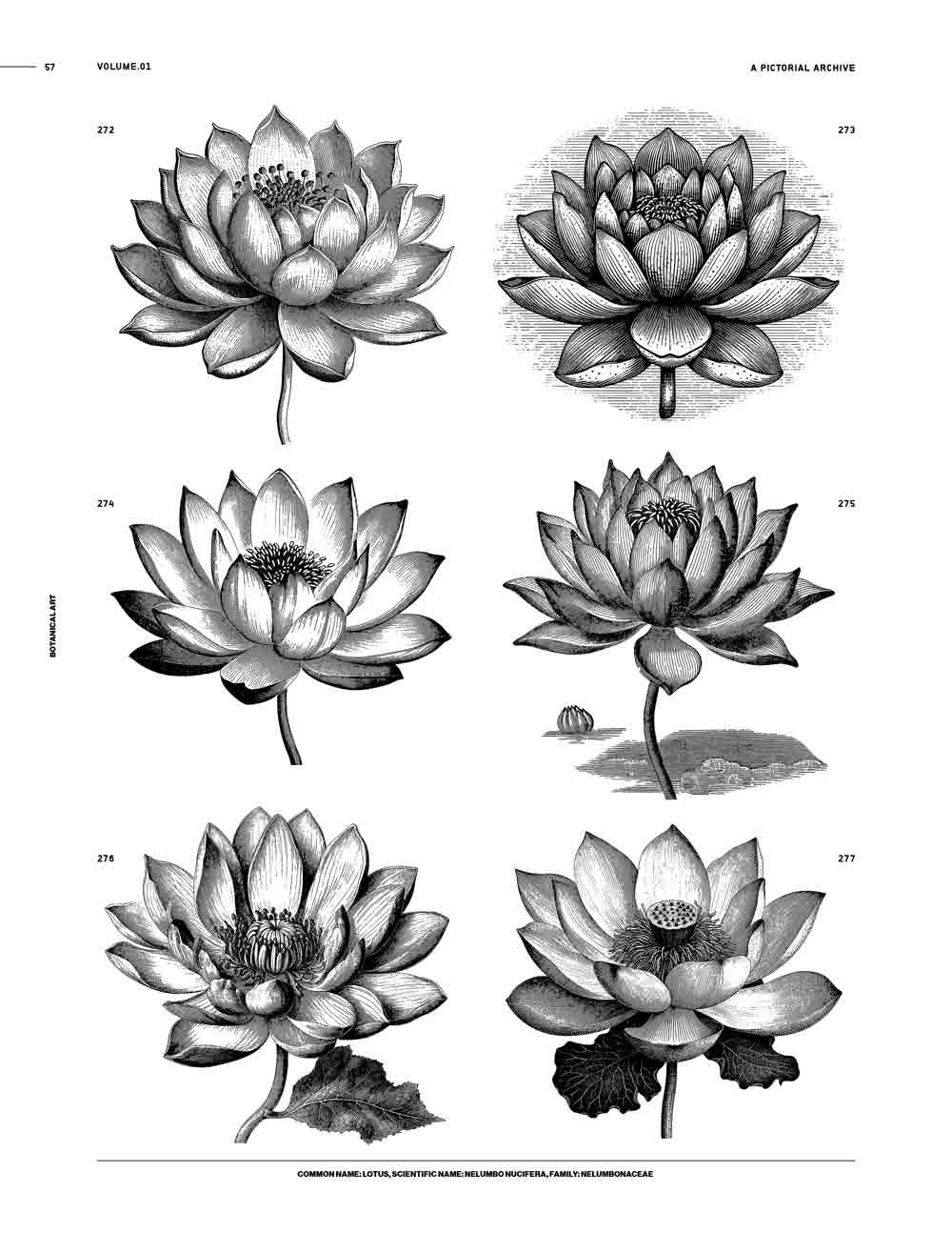 Botanical Art