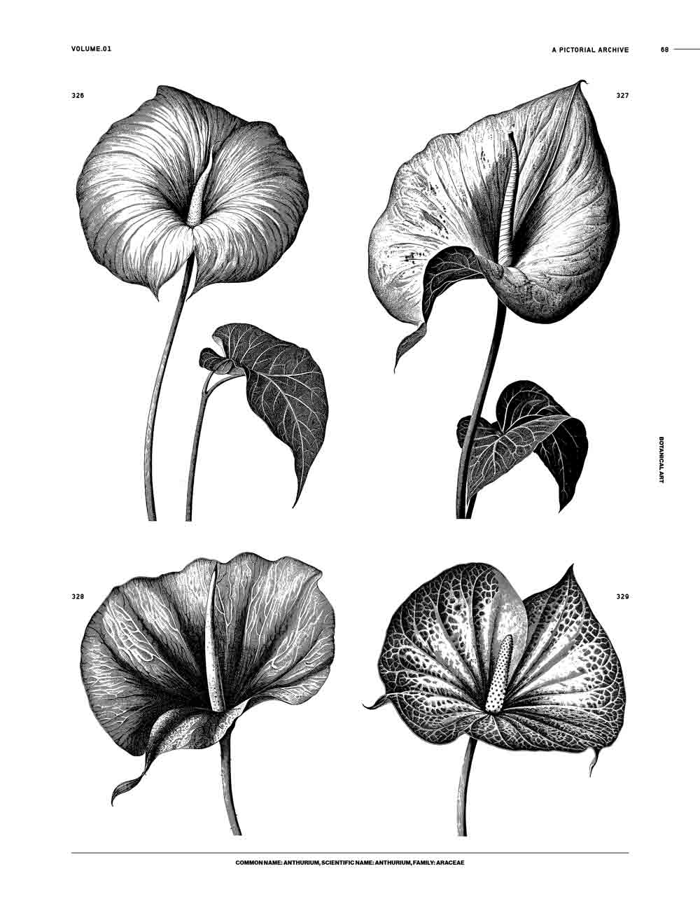 Botanical Art