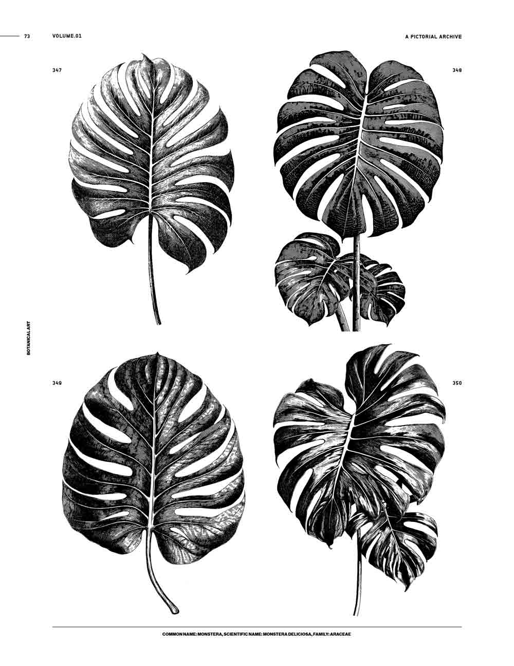 Botanical Art