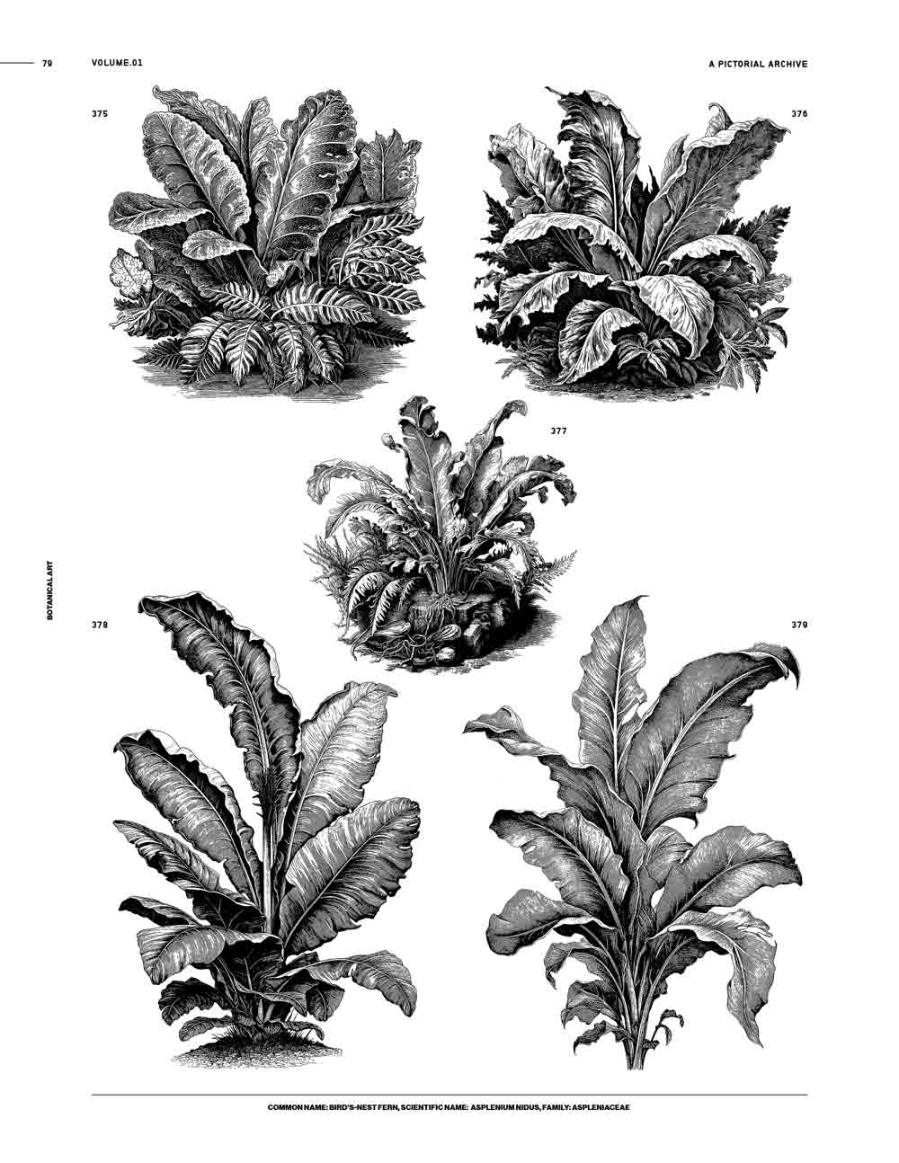 Botanical Art