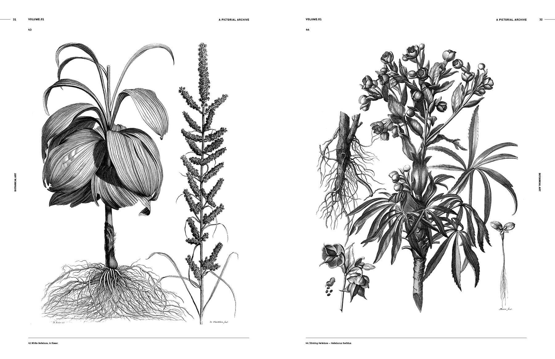 Botanical Art (Digital Product)