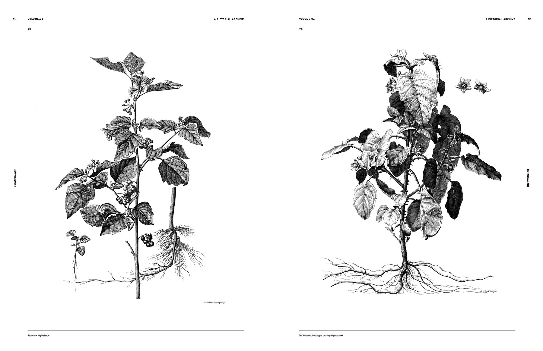 Botanical Art (Digital Product)