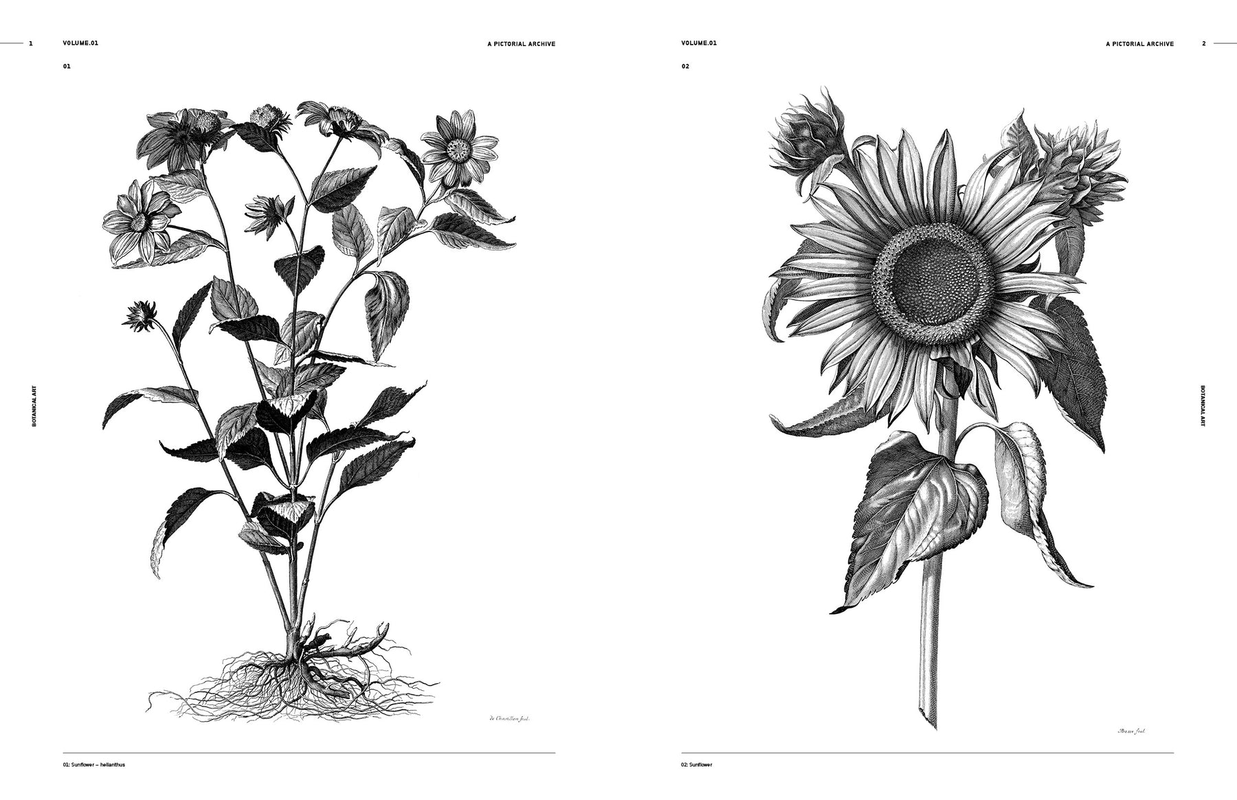 Botanical Art (Digital Product)
