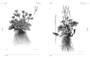 Botanical Art (Digital Product)