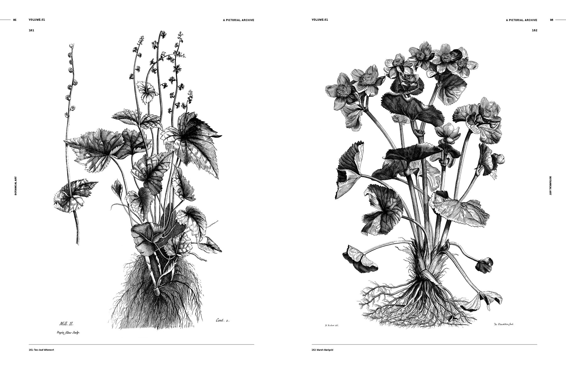 Botanical Art (Digital Product)