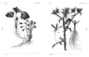 Botanical Art (Digital Product)
