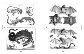 Cabinet of Curiosities (Digital Product)