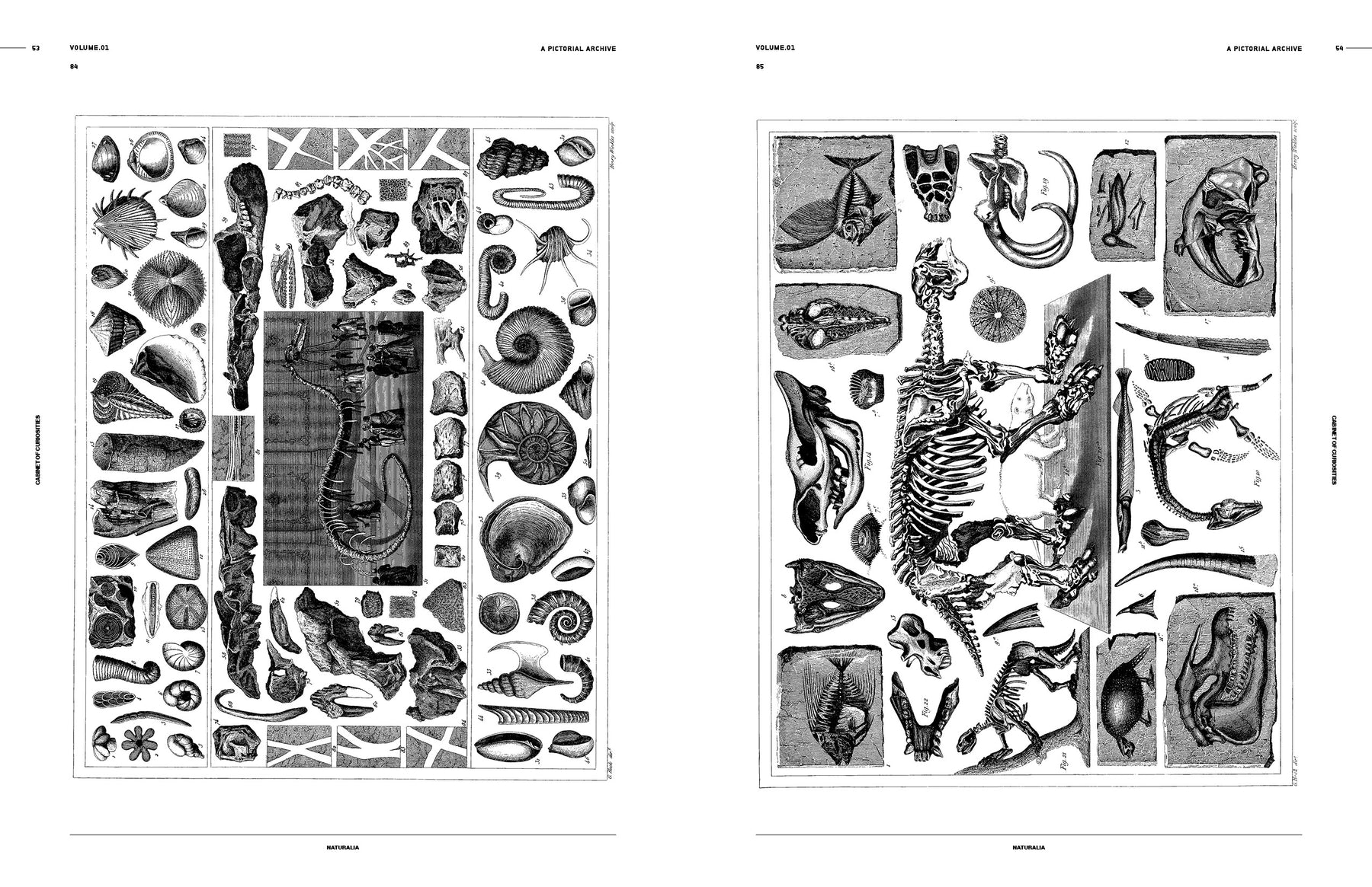 Cabinet of Curiosities (Digital Product)