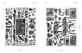 Cabinet of Curiosities (Digital Product)