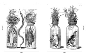 Cabinet of Curiosities (Digital Product)