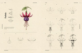How to Draw Flowers for Beginners (Digital Product)