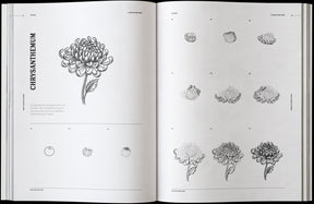How to Draw Flowers