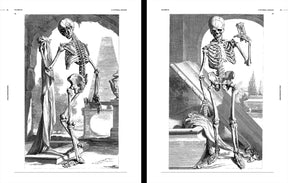 Skulls & Skeletons