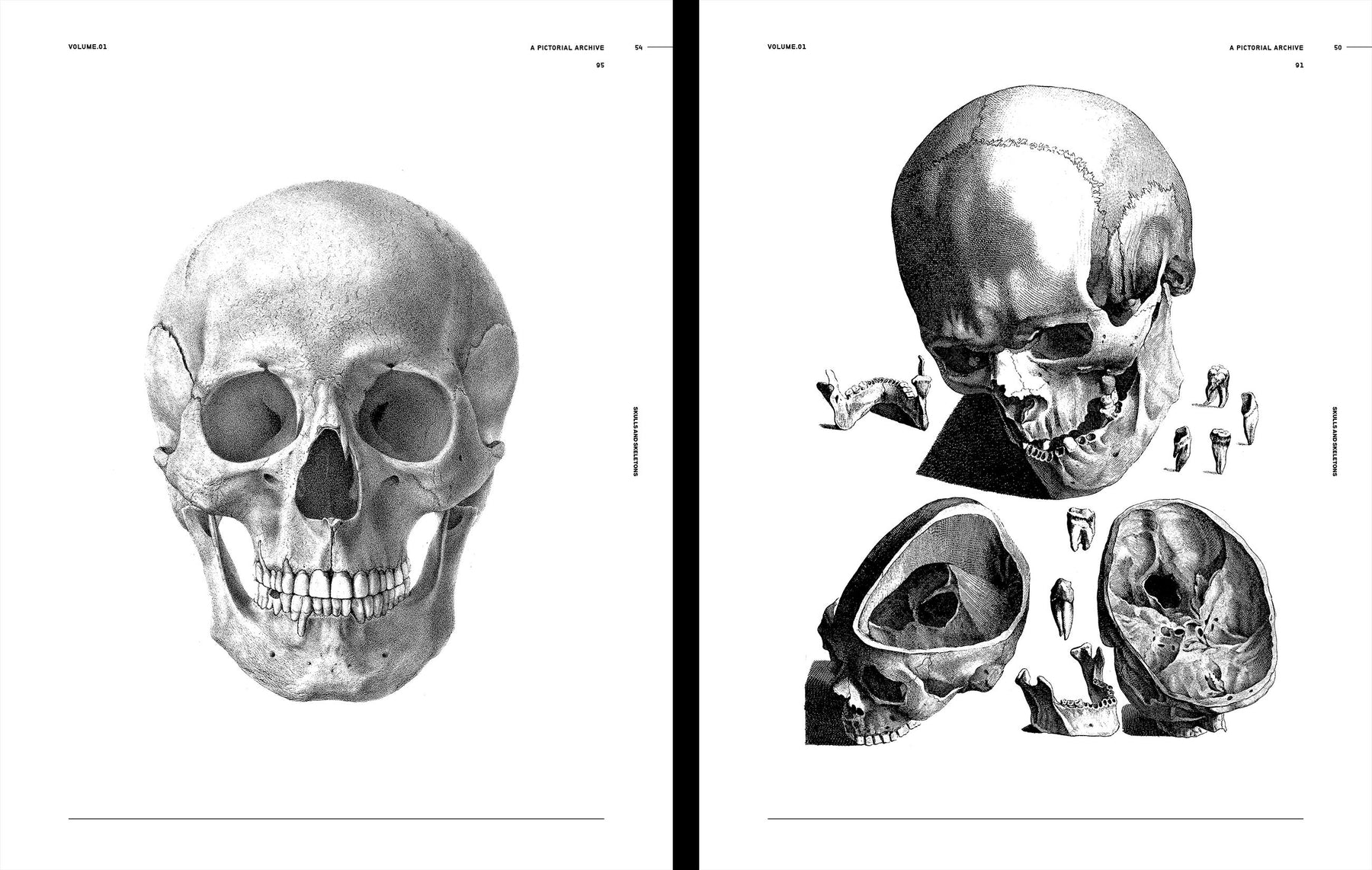 Skulls & Skeletons